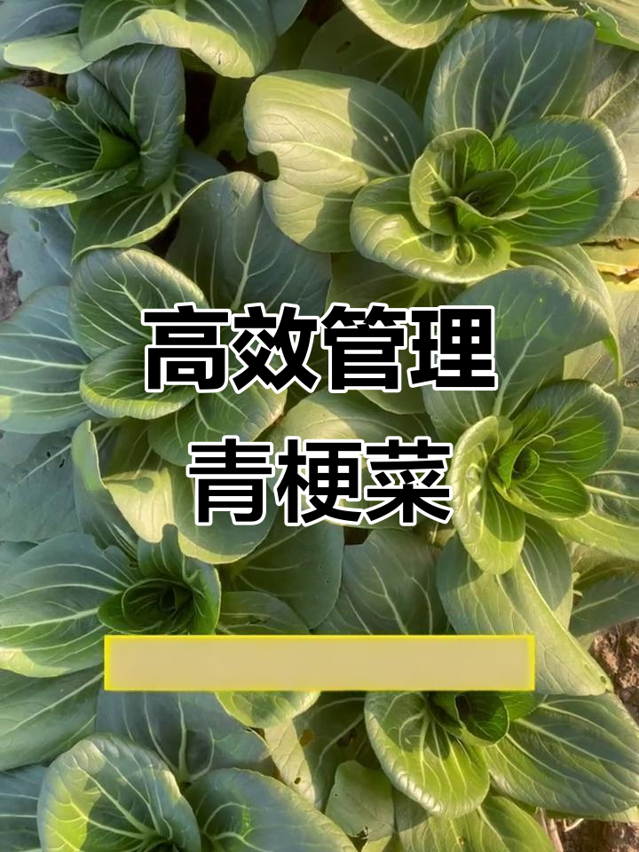 科学种植青梗菜,增产又省肥