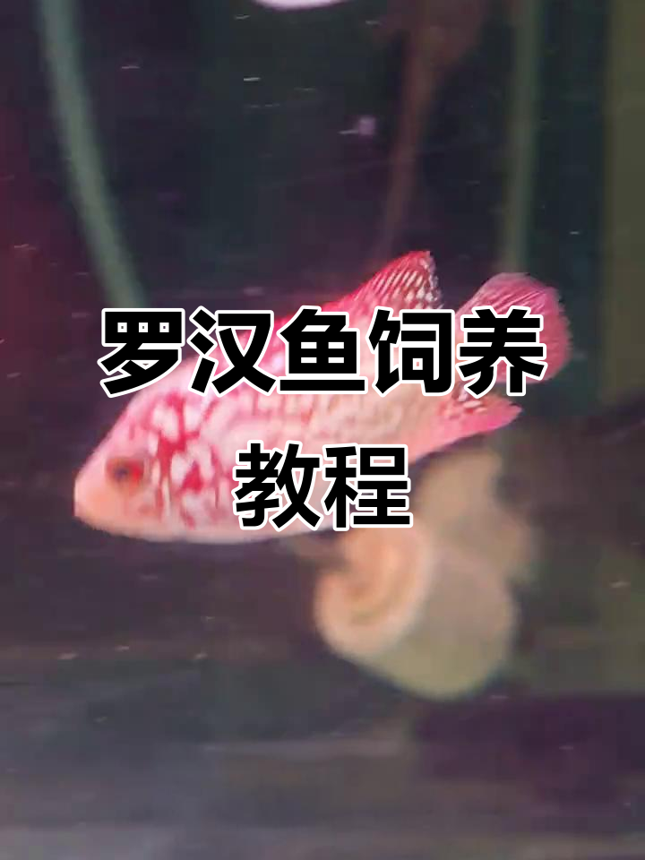 火凤罗汉鱼大苗5厘米,起头退沙全过程揭秘