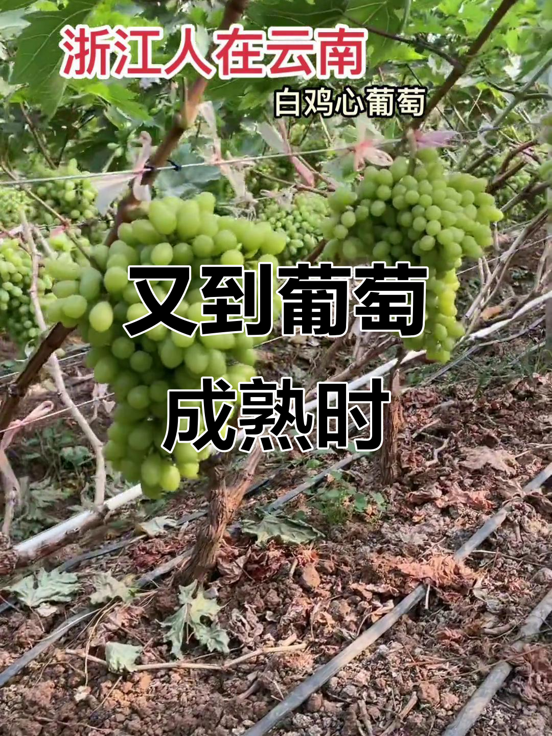 葡萄丰收的季节,满园都是甜蜜的味道