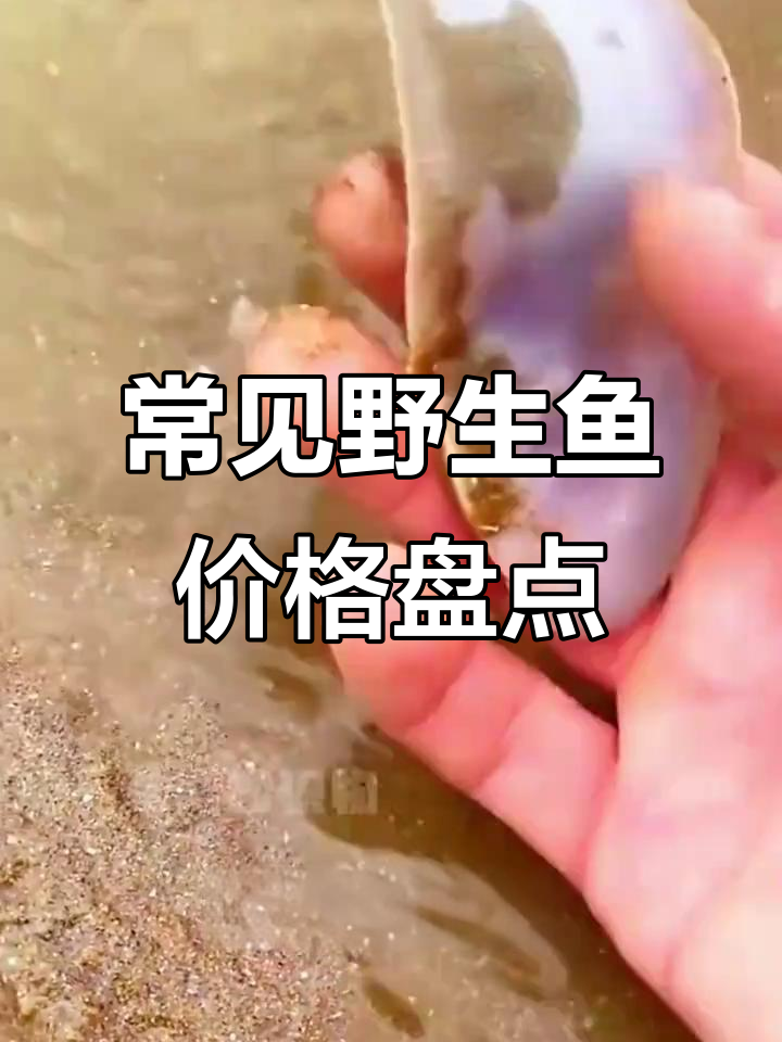 各种野生鱼价格大揭秘：从鸭嘴鱼到短尾鲅，一斤多少钱？