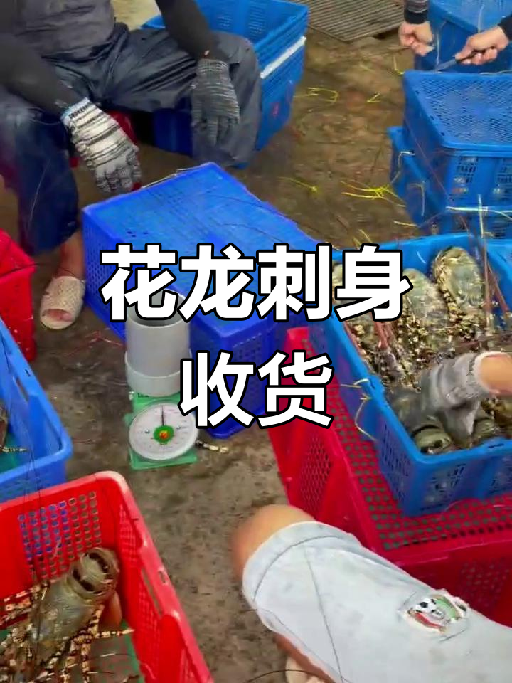 越南花龙刺身日常收货
