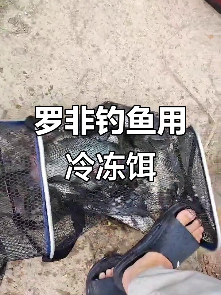 钓罗非必备冷冻饵,爆护连连!