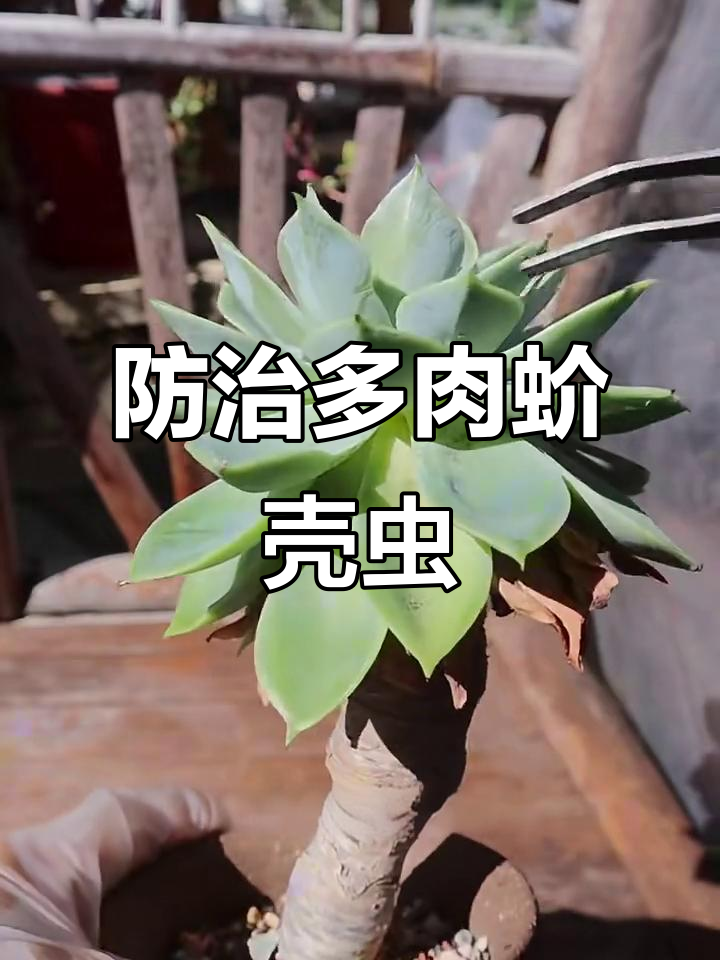多肉长蚧壳虫？别慌！樱桃小丸子教你轻松应对