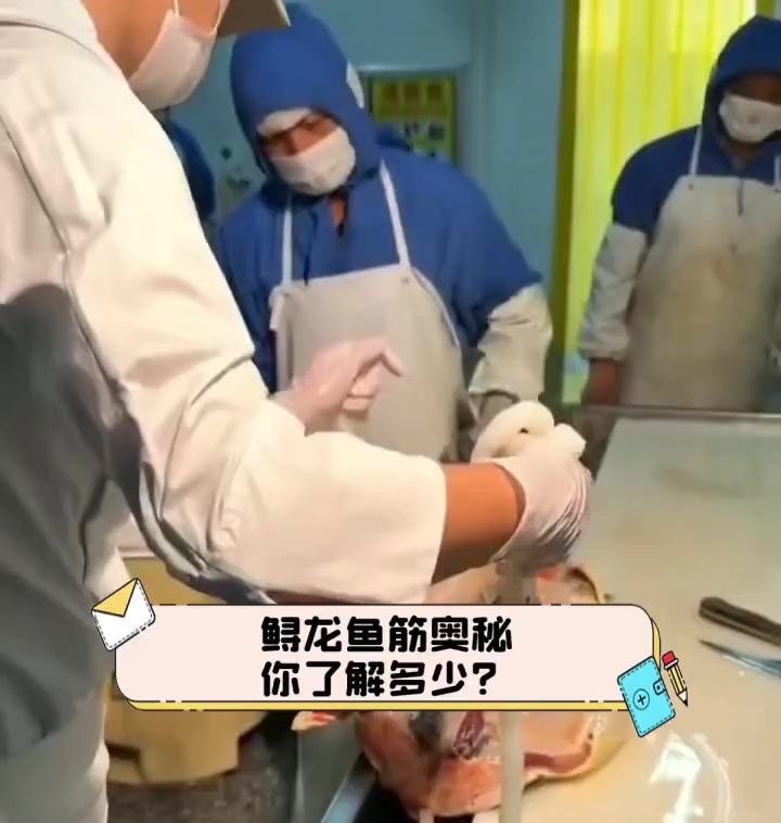 鲟龙鱼筋奥秘,你了解多少?