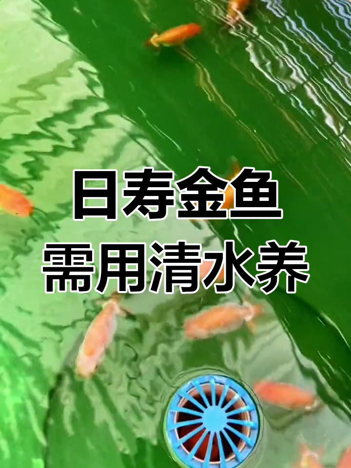 日寿金鱼饲养秘诀:清水管理,避免腮瘤生长