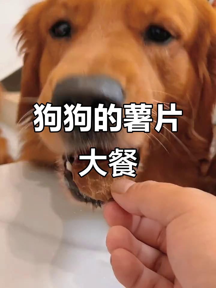 狗狗嘴馋吃薯片,四种口味任它选