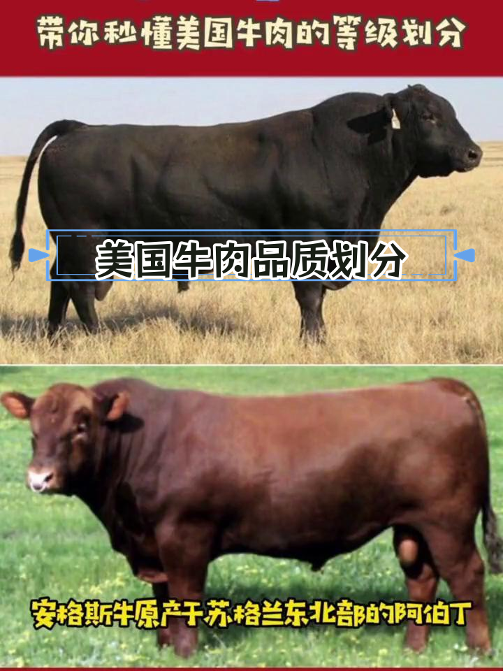 美国牛肉等级解析