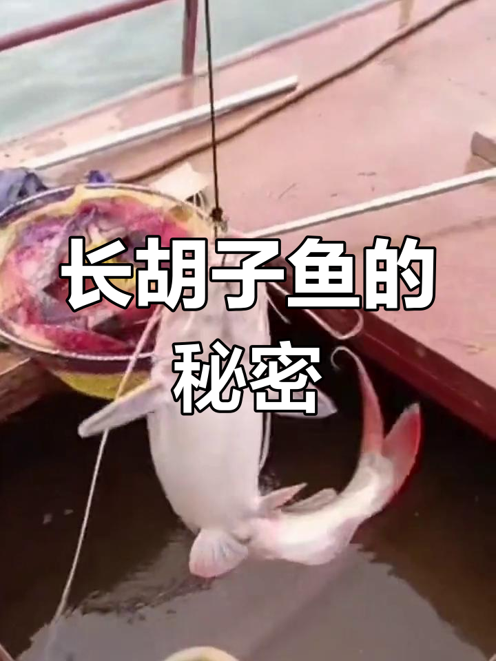 澜沧江长胡子鱼揭秘
