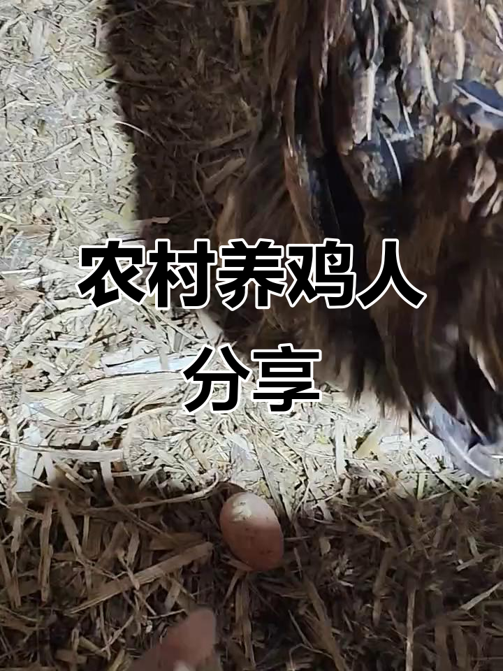 返乡创业青年养殖斗鸡,芦花母鸡下蛋热乎