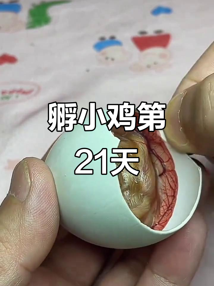 鸭蛋壳孵化小鸡,21天破口呼吸调整