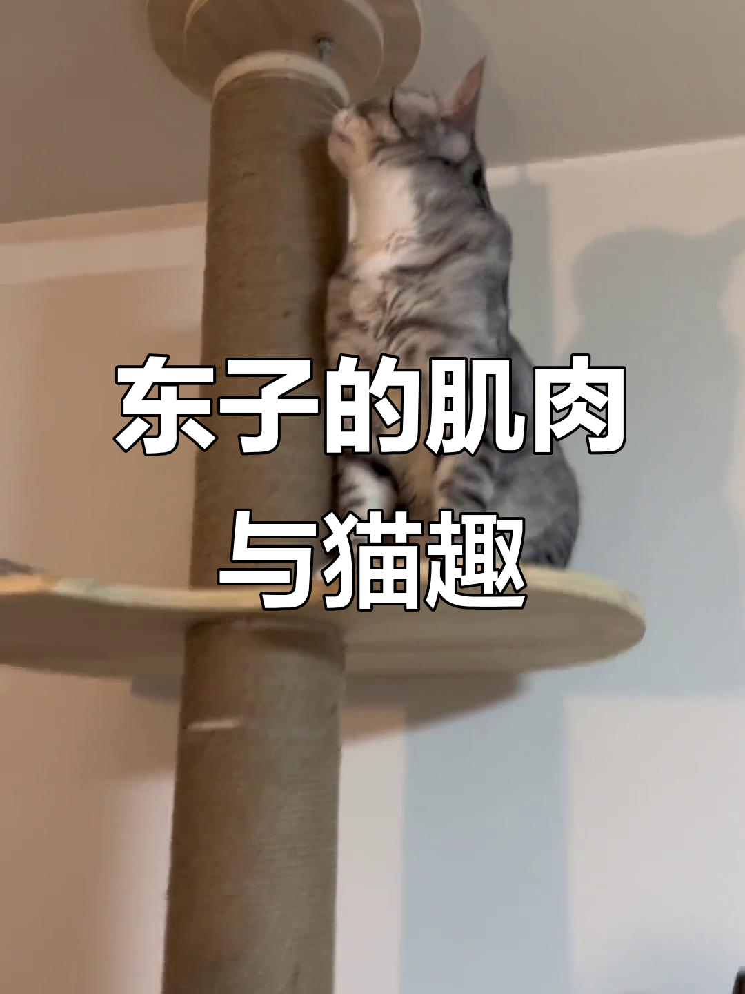 傻东子一身腱子肉,挑战猫咪迷惑行为大赏