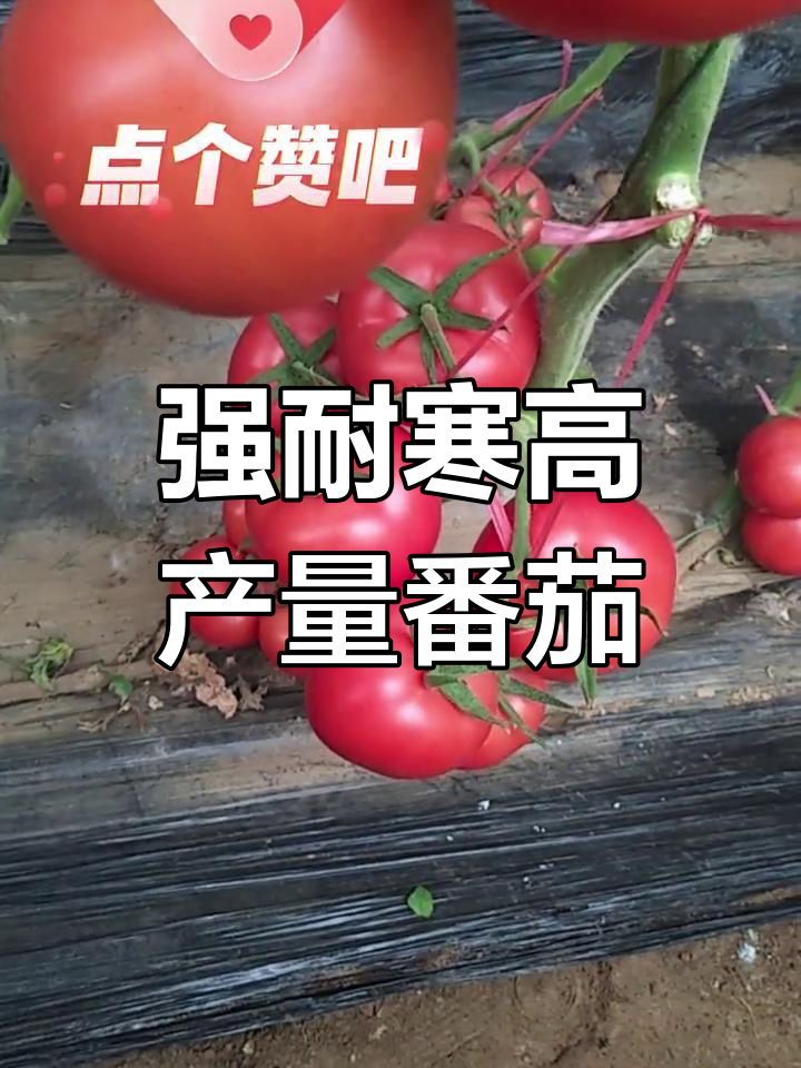 耐寒抗根腐大果型粉果番茄,多地表现优秀