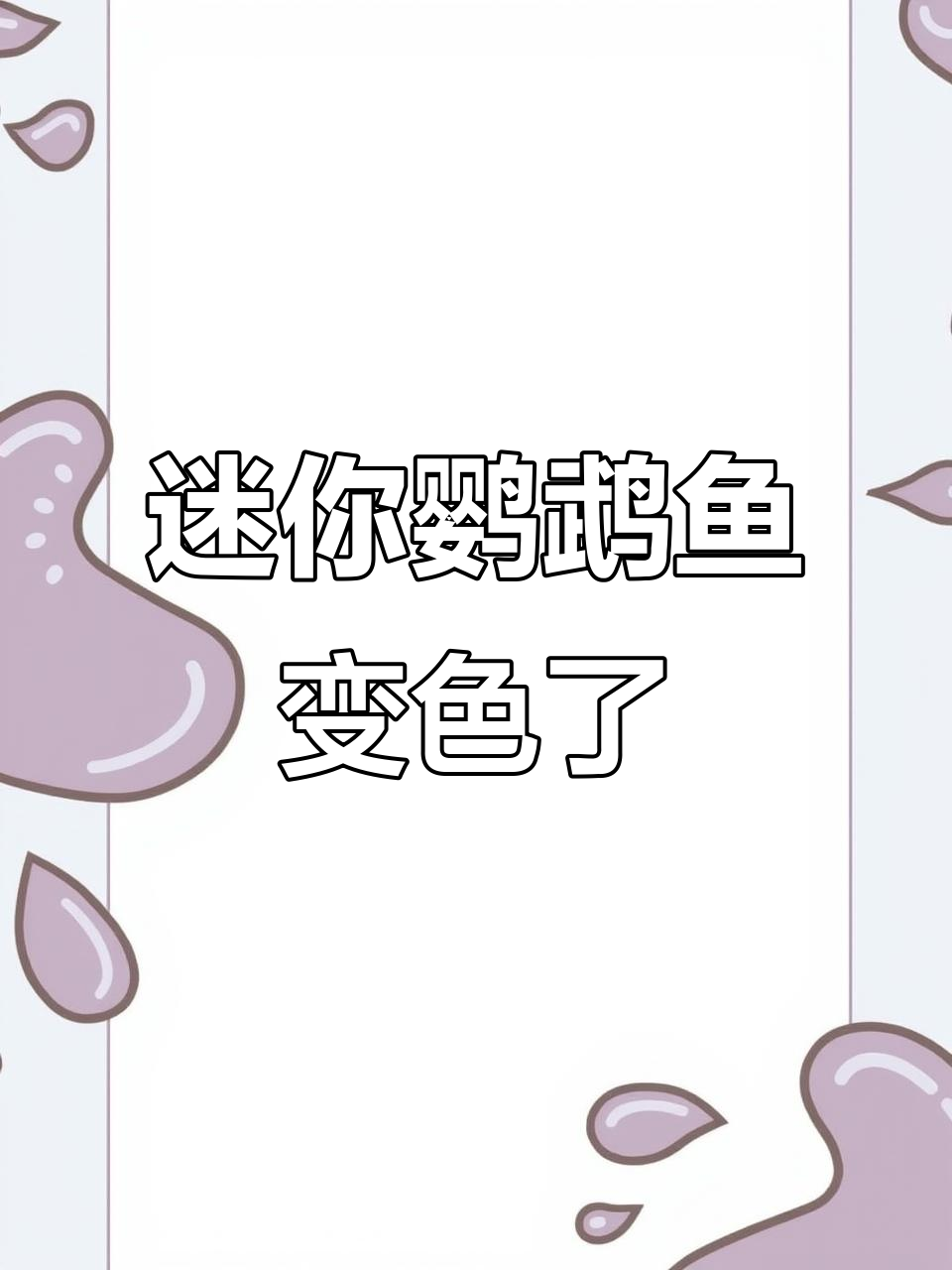 迷你鹦鹉鱼掉色?母鱼颜色变黄是快生了吗