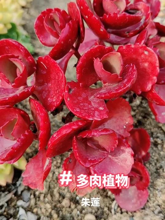 多肉植物朱莲,养的人很少了