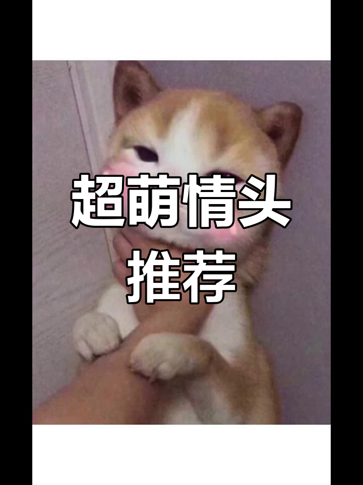 软萌猫狗情侣头像,超可爱来袭