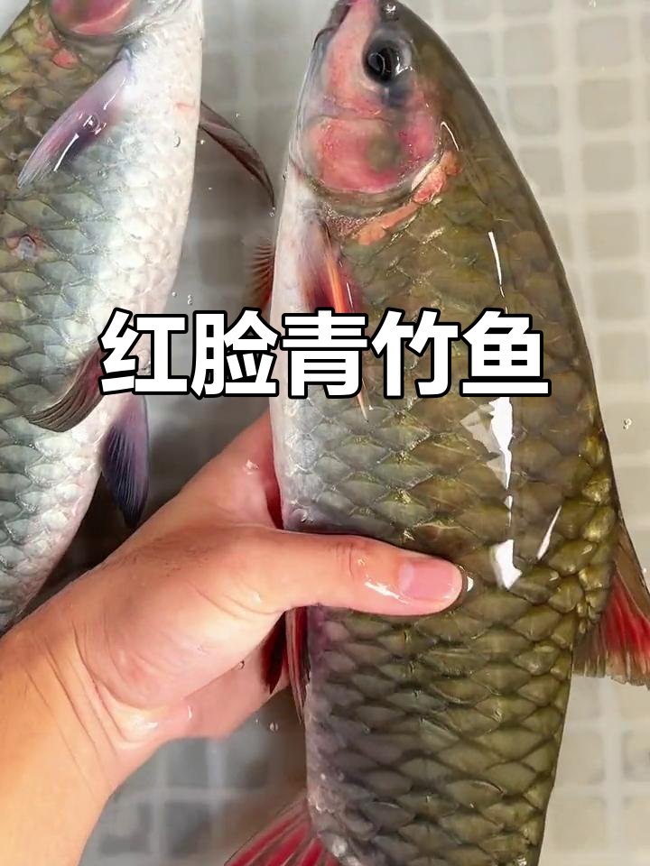 青竹鱼:红脸鲤鱼的美丽化身,万绿湖中的珍宝