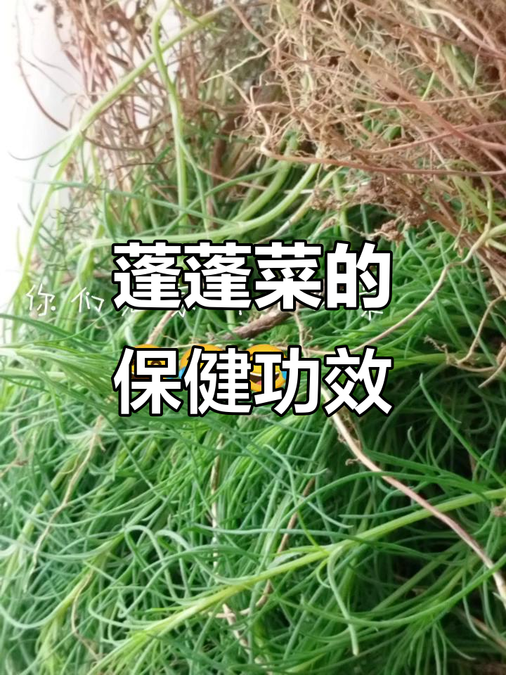 蓬蓬菜,清凉解暑、润肠通便,高血压失眠的天然良药