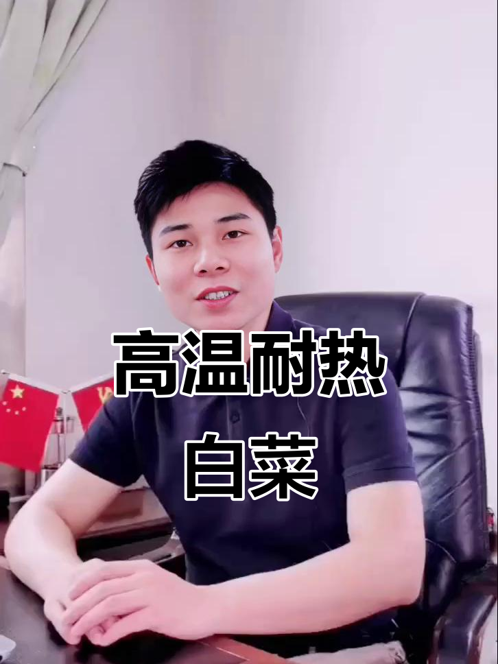 夏绿55耐热白菜:高温下抗病性强,生长迅速
