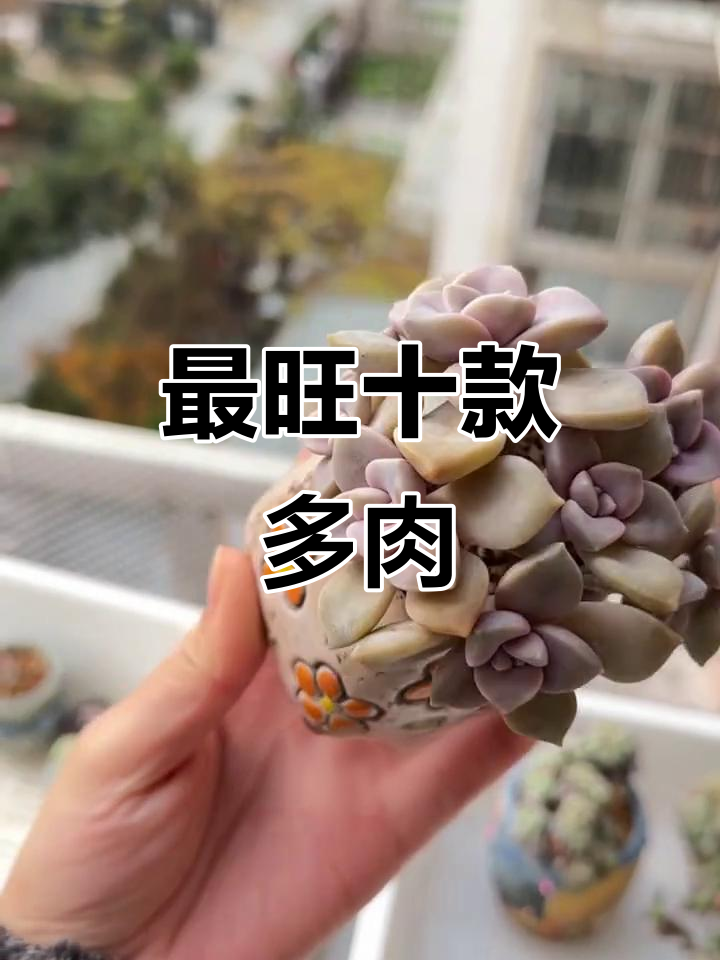 2026年最热销的多肉品种,十大必选多肉植物推荐