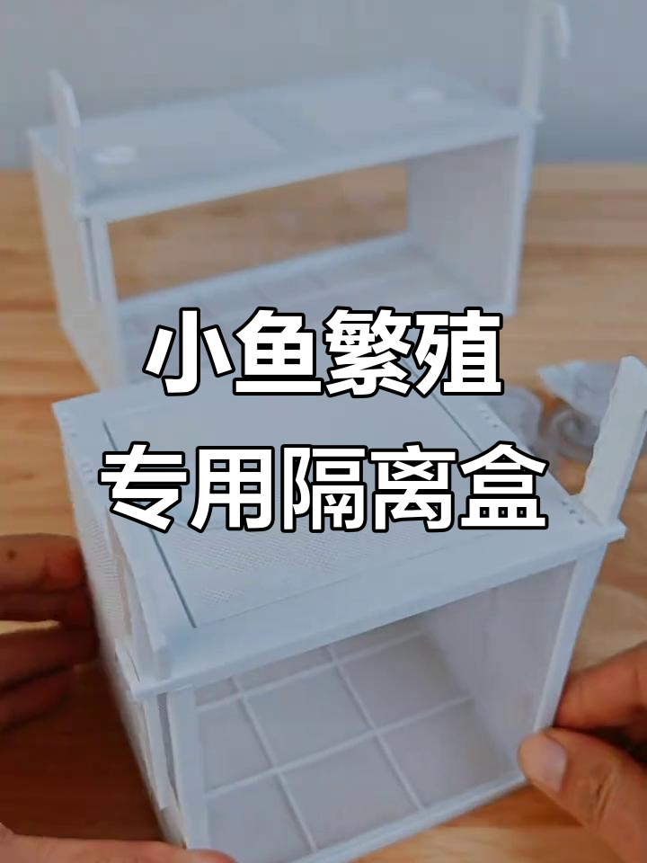 鱼缸隔离盒设计揭秘:超细微孔,小鱼无法逃脱