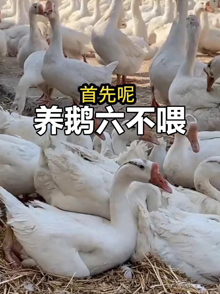 养鹅六大禁忌,喂错这些食物后果不堪设想