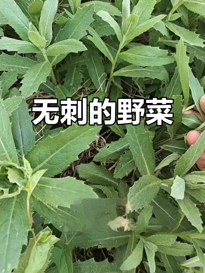 刺儿菜不扎嘴,嫩芽做馅包饺子超美味
