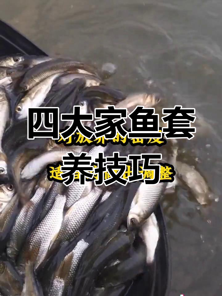 草鱼为主的高密度四大家鱼养殖方案