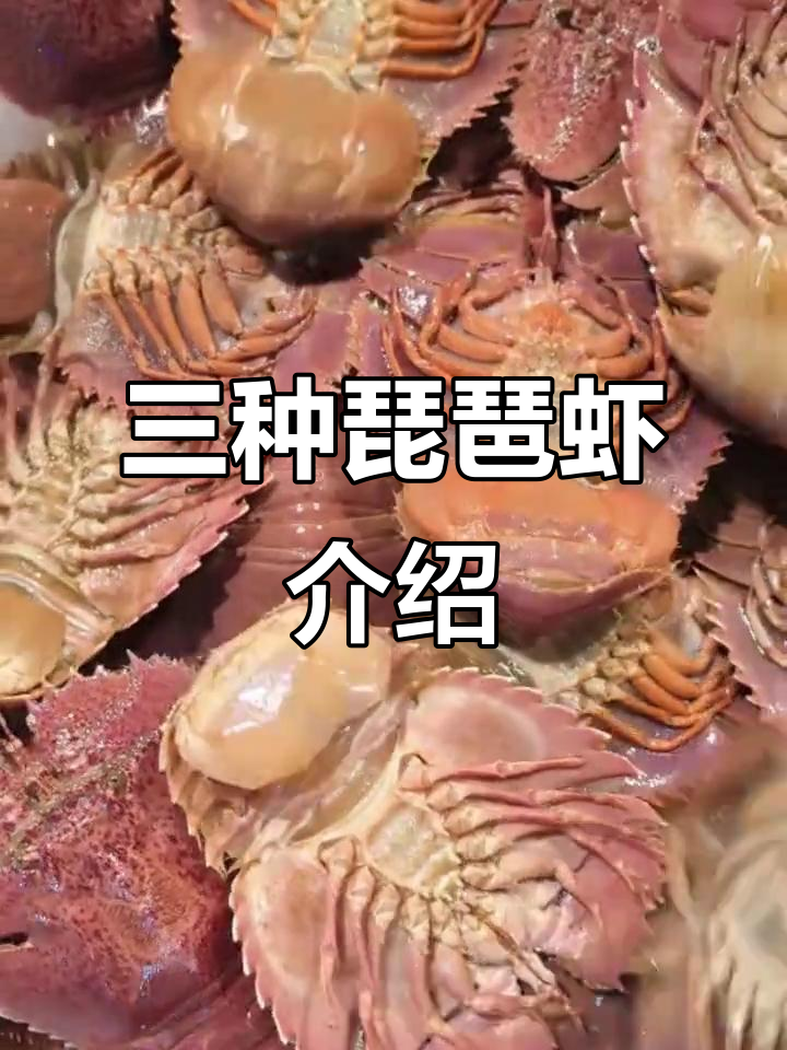 琵琶虾大揭秘：三种常见品种的独特魅力与美味