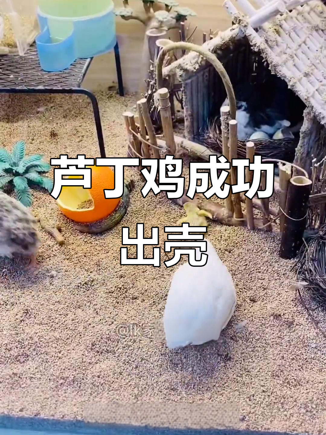 三只鸡妈妈联手孵化,终于迎来小鸡的诞生
