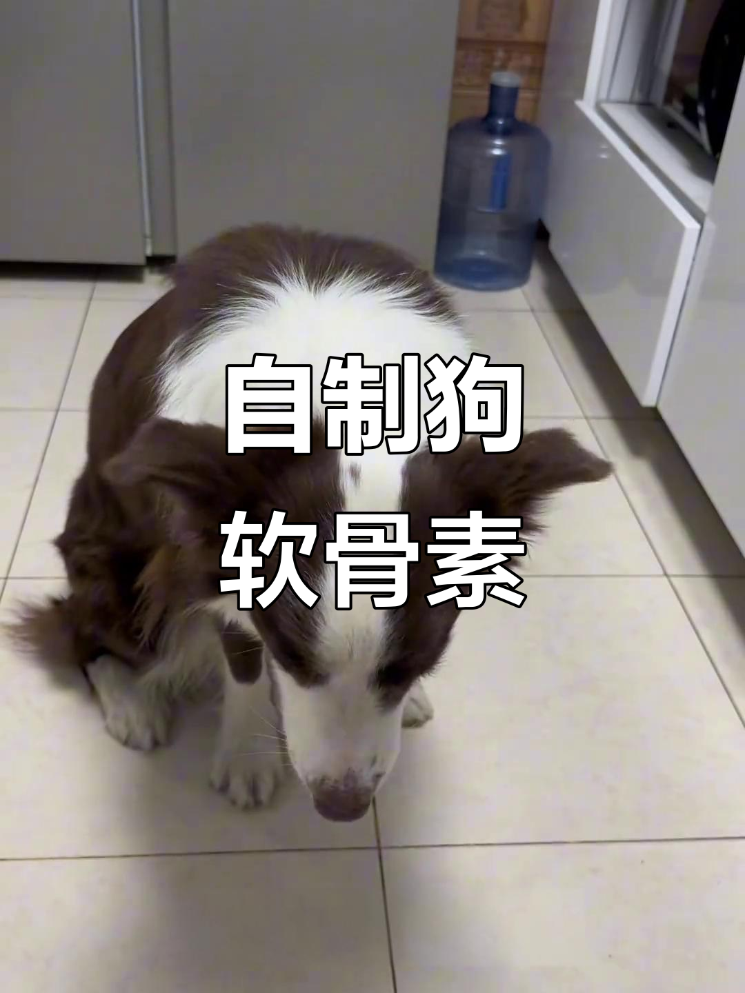 5块钱自制狗狗软骨素，天然关节养护更省钱