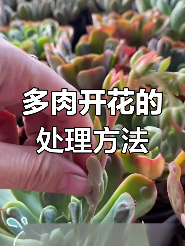 多肉开花后如何处理?