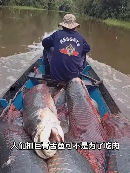 巨骨舌鱼真的能把人撞晕吗,它凭什么是亚马逊河霸主