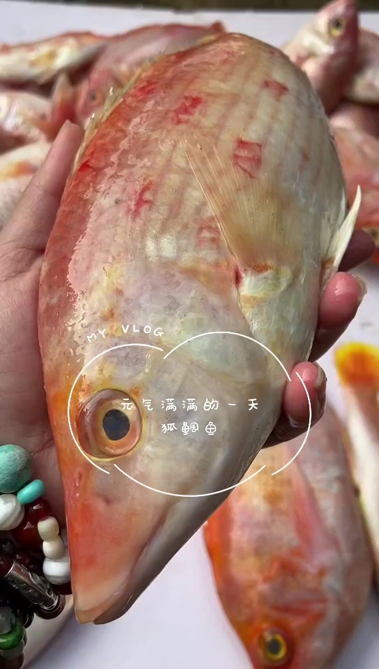 鲷鱼的种类很多,鲷鱼的叫法也只是一种统称