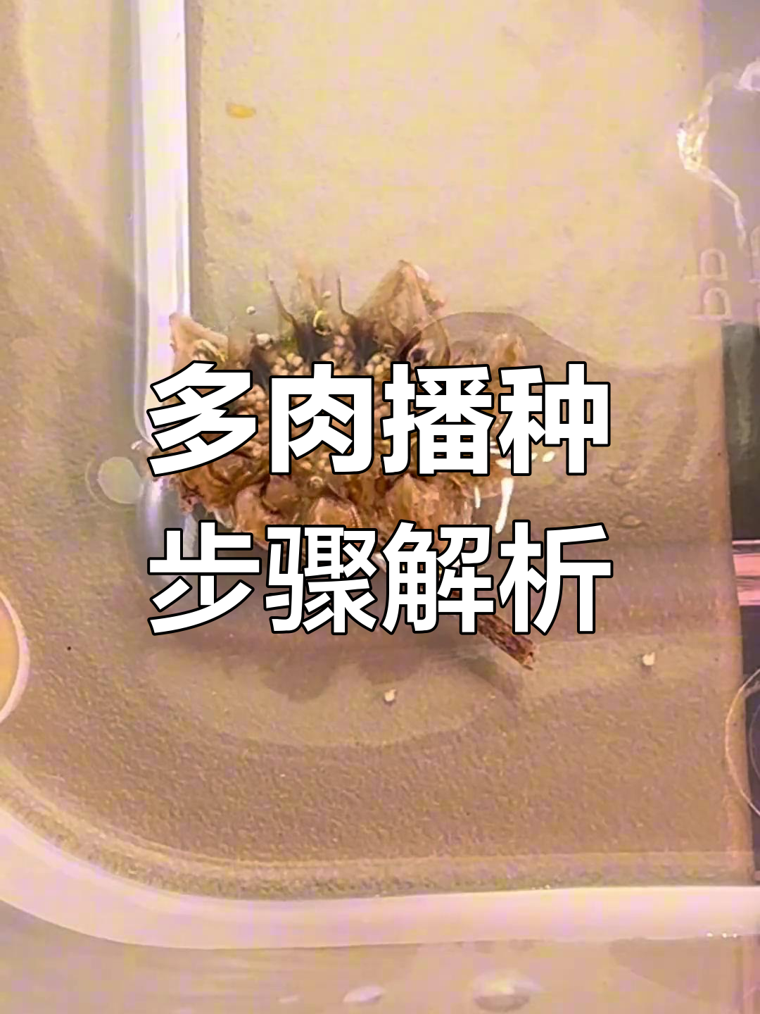 从种子到发芽,多肉播种全攻略