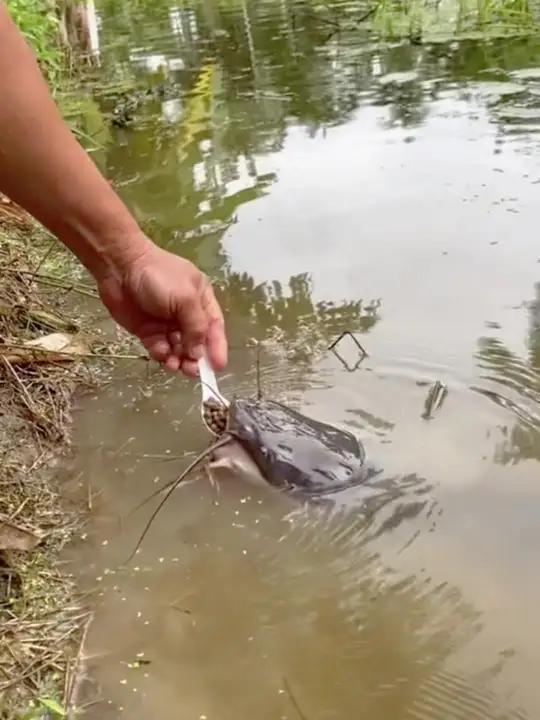 鱼的记忆只有七秒?动物的感情超乎我们的想象 钓鱼人就是这么疯狂   歌曲这条小鱼在乎