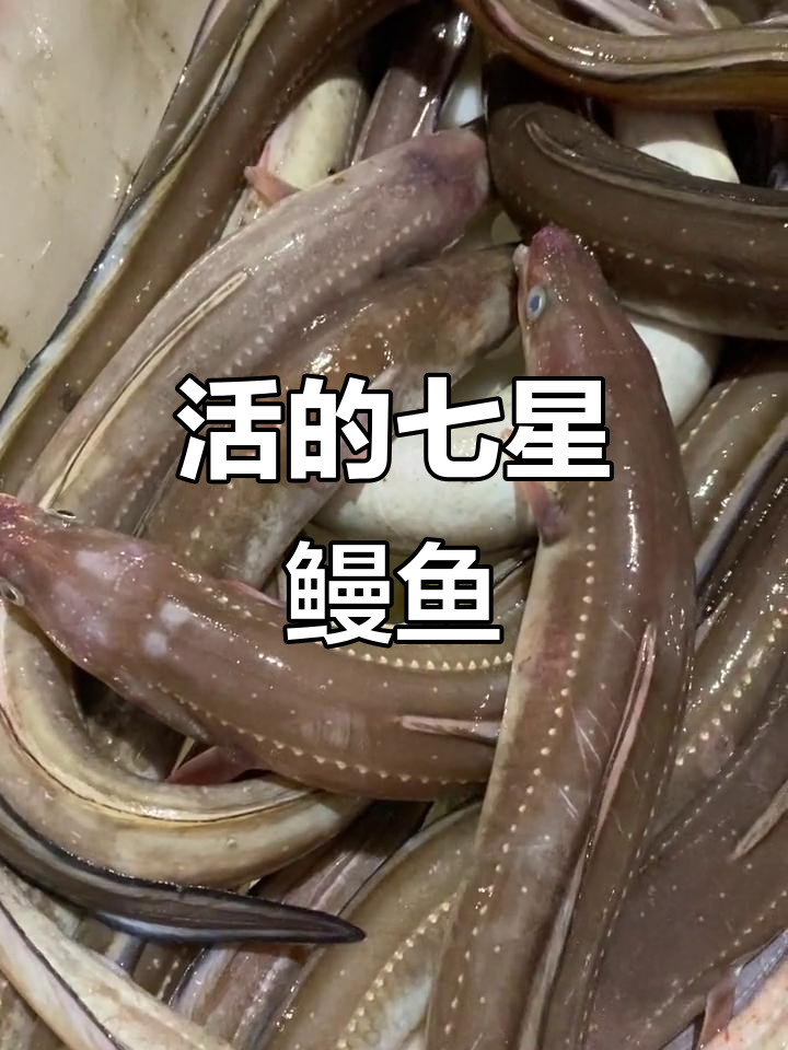 活七星鳗鱼：沙鳗与油鳗的魅力