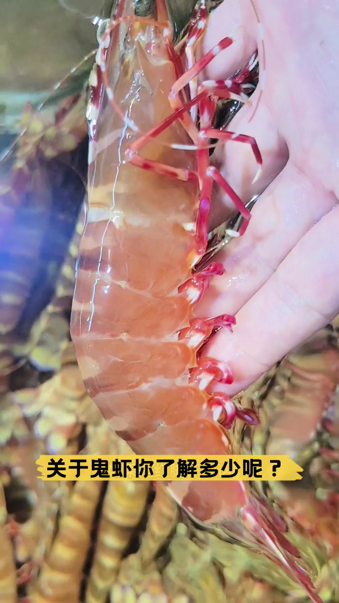 关于鬼虾你了解多少呢?