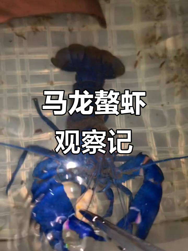 蓝色马龙螯虾的奇特行为,36次记录大揭秘