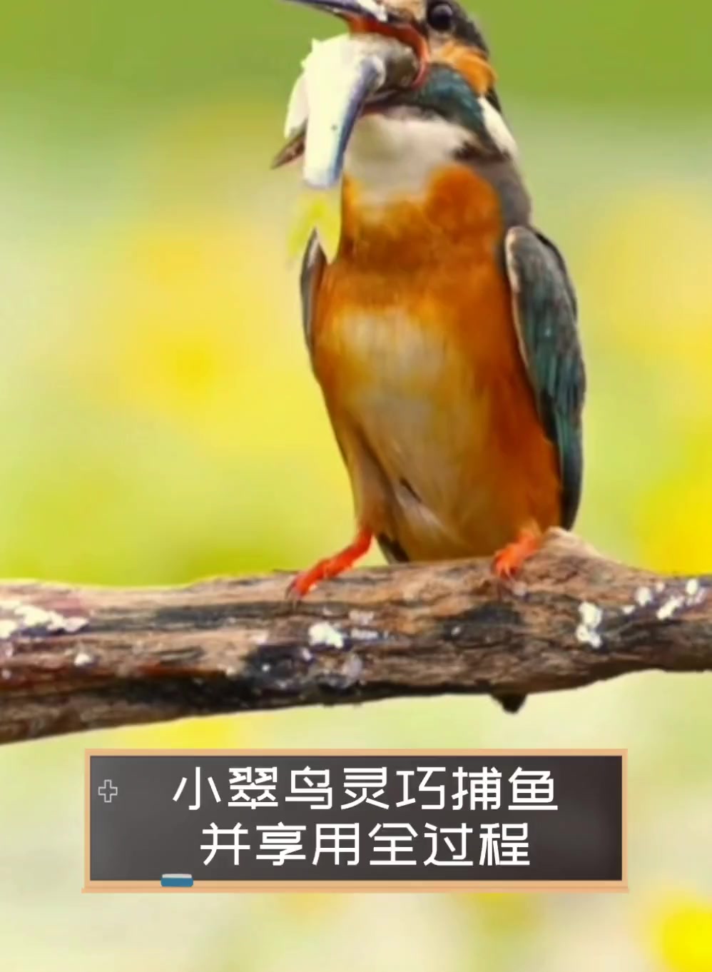 小翠鸟灵巧捕鱼并享用全过程