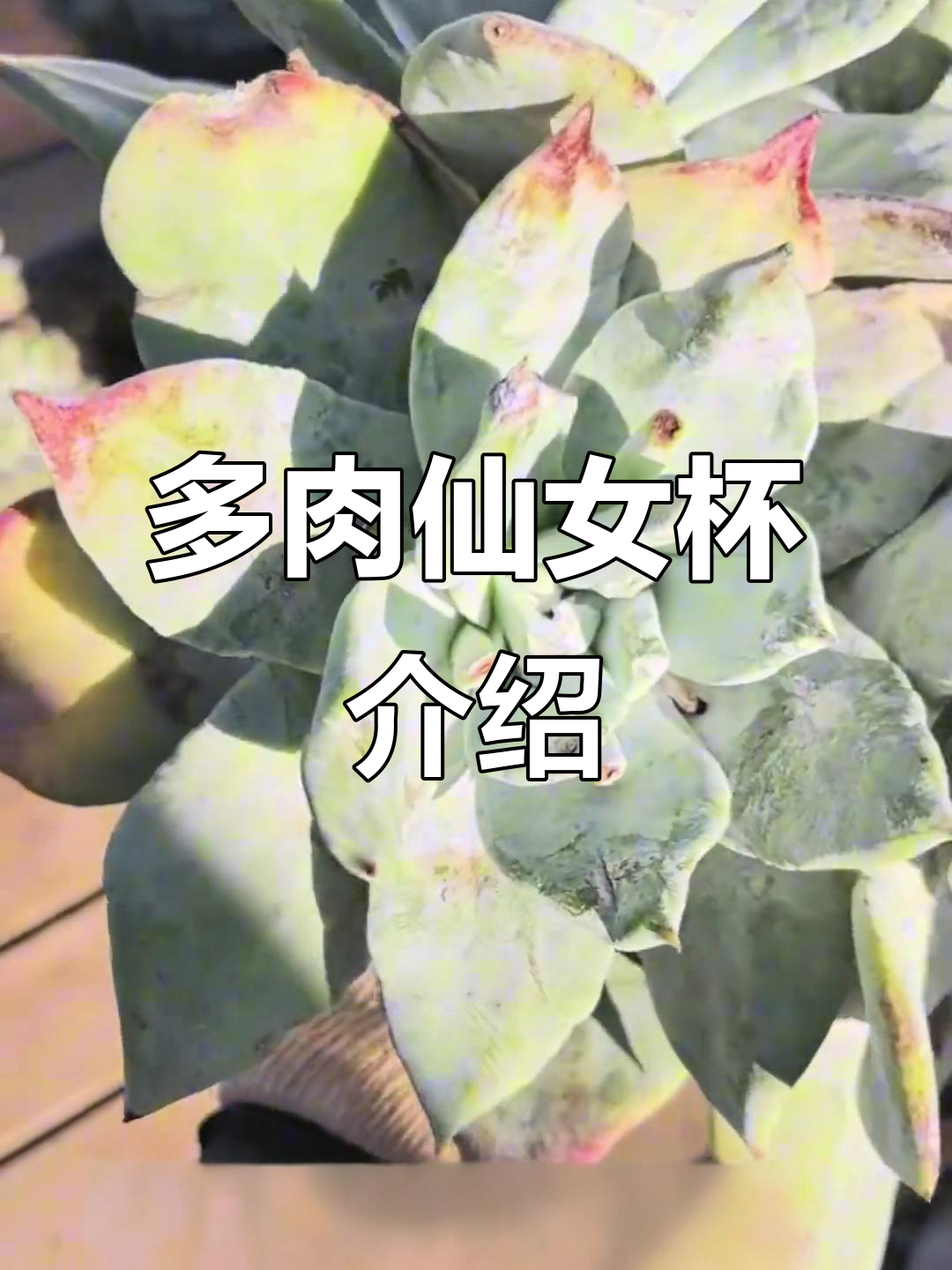 仙女杯系列多肉植物全解析:从艾杜丽丝到雪山