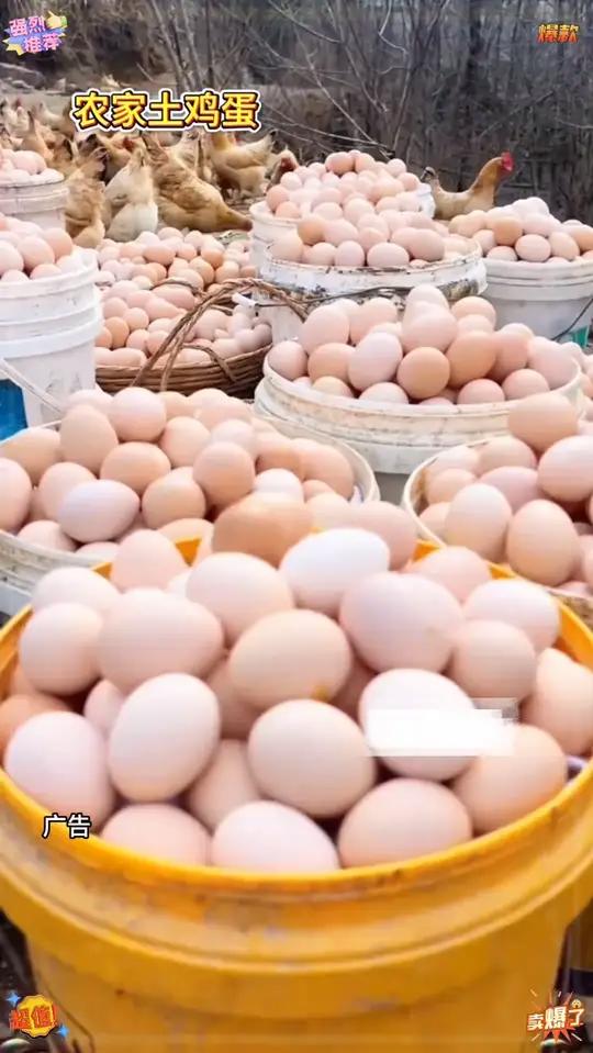 「买30送20」50枚农家新鲜散养土鸡蛋农村鸡蛋现捡整箱40-50克/枚 c