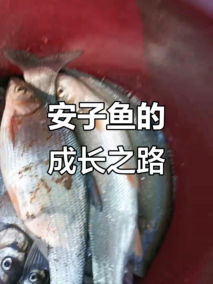 安子鱼：从平凡到非凡的转变