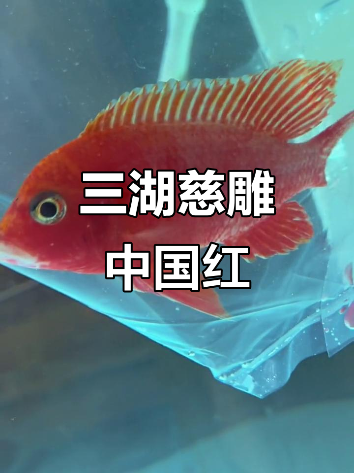 买鱼不停,三湖慈雕中国红让你爽到不行