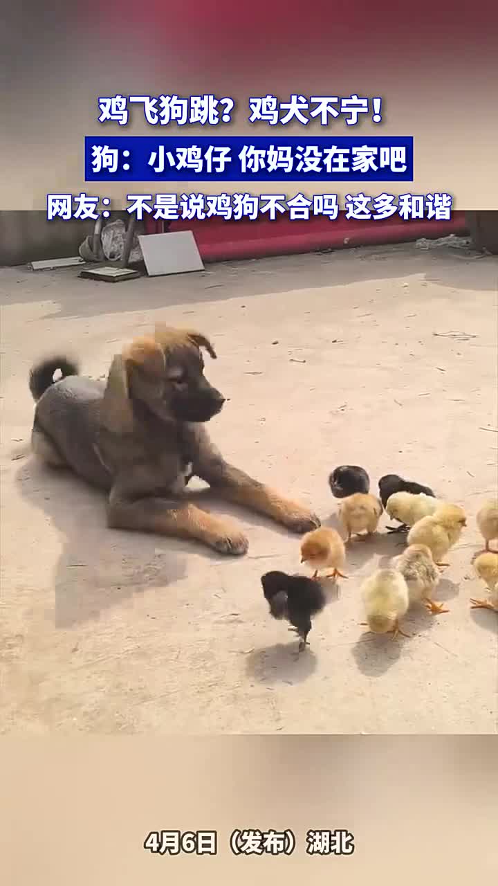 鸡飞狗跳鸡犬不宁!狗调侃小鸡:你妈没在家吧?