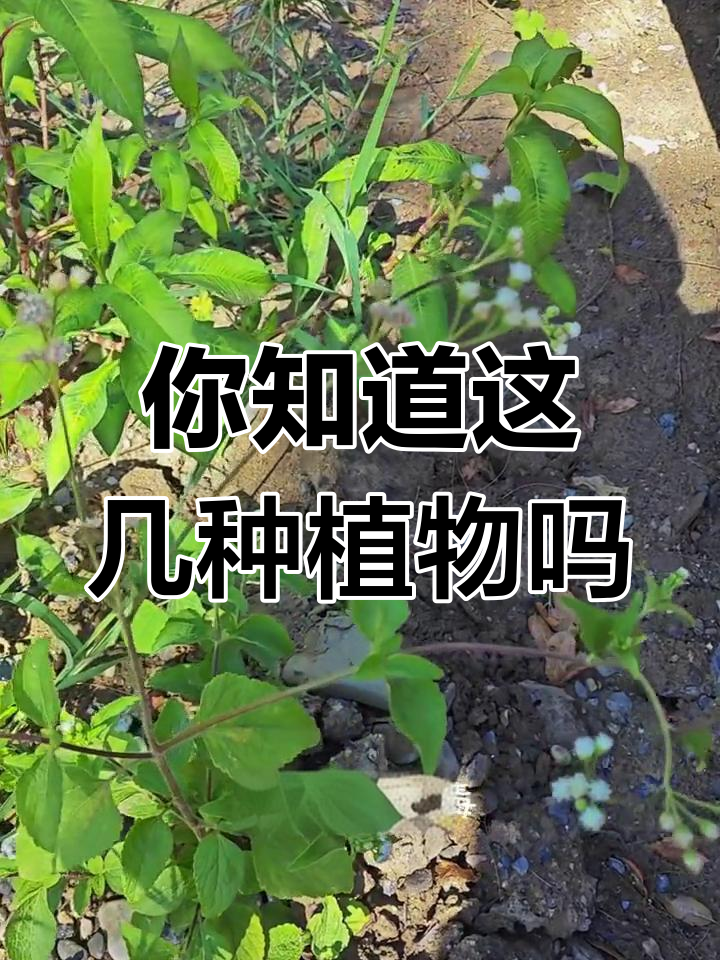 家乡的这些植物,你认识吗?白花臭草、鸡屎藤和刺梅的故事