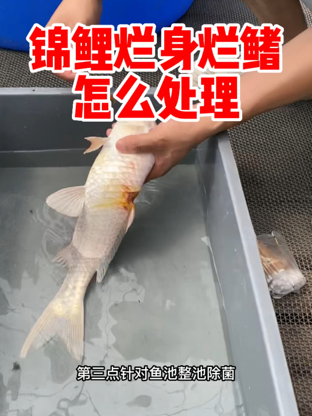 锦鲤烂身烂鳍怎么处理