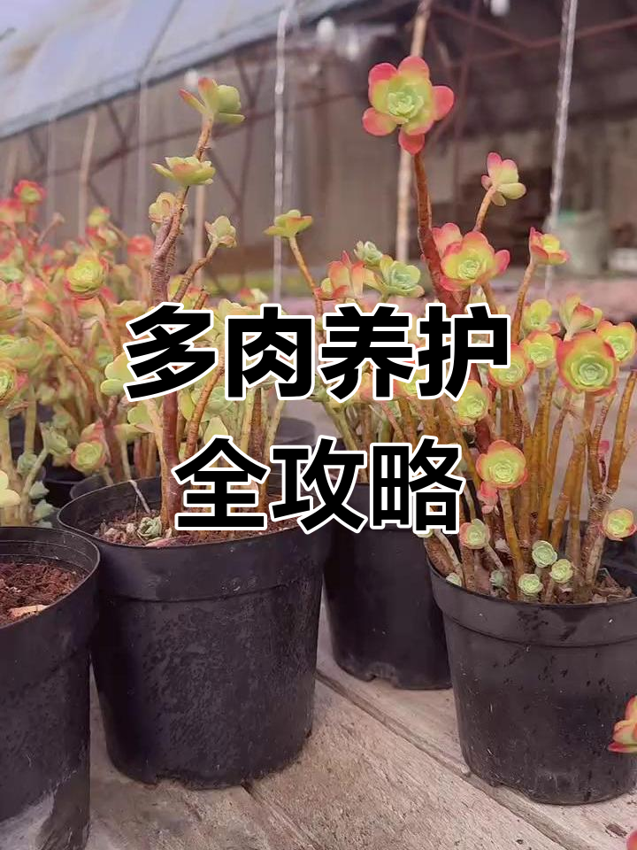 薄化妆多肉植物养护技巧,四季常绿超美