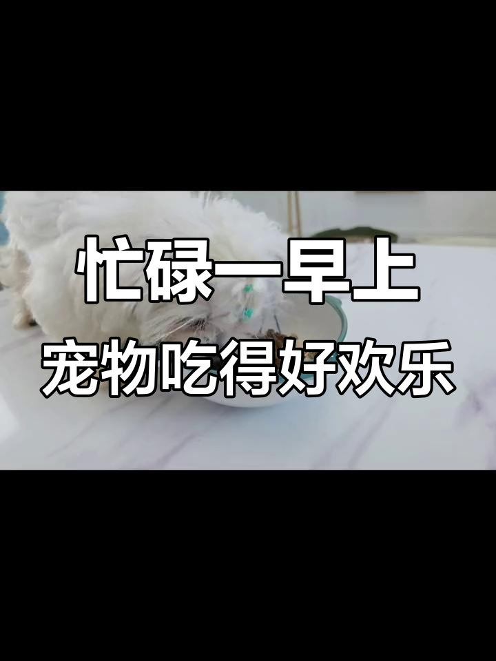 一上午做龙虾鲍鱼大餐,萌宠吃得超开心