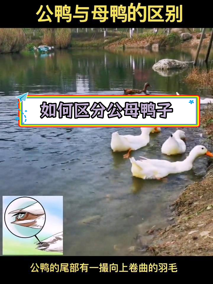 公鸭与母鸭的区别解析