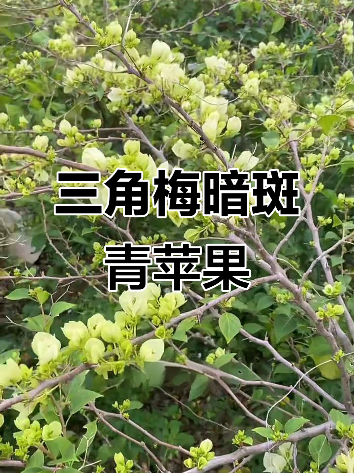 暗斑青苹果三角梅老桩,花苞满满却不见叶